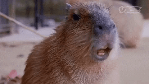 capybara-sounu